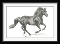 Wild Horse Portrait II Framed Print