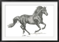Wild Horse Portrait II Framed Print