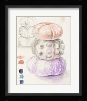 Sea Urchin Sketches I Framed Print