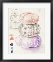 Sea Urchin Sketches I Framed Print