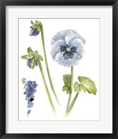 Pansy Study I Fine Art Print