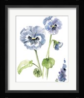 Pansy Study II Framed Print