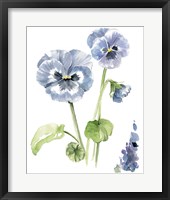 Pansy Study II Framed Print