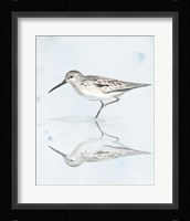 Sandpiper Reflections II Framed Print