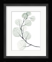 Silver Dollars I Framed Print