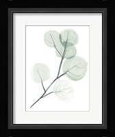 Silver Dollars II Framed Print