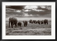Amboseli elephants Fine Art Print