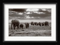 Amboseli elephants Fine Art Print