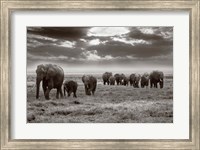 Amboseli elephants Fine Art Print