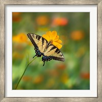 Butterfly Portrait I Fine Art Print