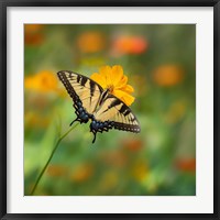 Butterfly Portrait I Fine Art Print