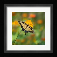 Butterfly Portrait I Framed Print