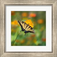 Butterfly Portrait I Fine Art Print