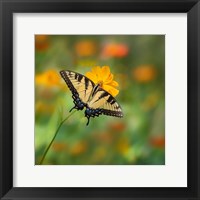Butterfly Portrait I Framed Print