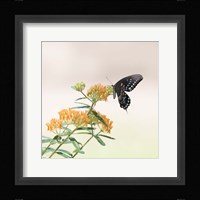 Butterfly Portrait II Framed Print