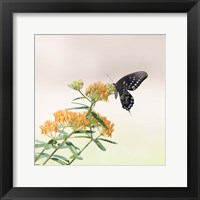 Butterfly Portrait II Framed Print