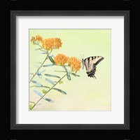 Butterfly Portrait III Framed Print
