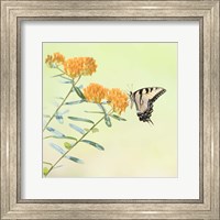 Butterfly Portrait III Fine Art Print