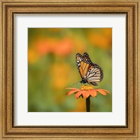 Butterfly Portrait IV Fine Art Print