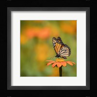 Butterfly Portrait IV Framed Print