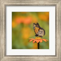 Butterfly Portrait IV Fine Art Print