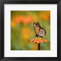 Butterfly Portrait IV Framed Print