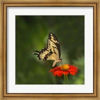 Butterfly Portrait V Fine Art Print