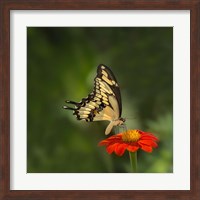 Butterfly Portrait V Fine Art Print