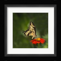 Butterfly Portrait V Framed Print
