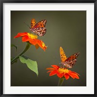 Butterfly Portrait VI Fine Art Print