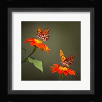 Butterfly Portrait VI Framed Print