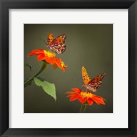 Butterfly Portrait VI Fine Art Print