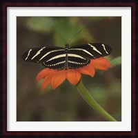 Butterfly Portrait VII Fine Art Print