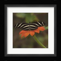 Butterfly Portrait VII Framed Print
