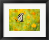 Butterfly Portrait VIII Fine Art Print