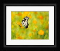 Butterfly Portrait VIII Framed Print