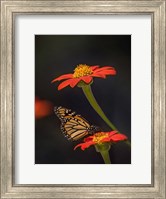 Butterfly Portrait X Fine Art Print