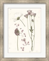 Pressed Blooms II Fine Art Print