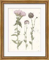 Pressed Blooms III Fine Art Print