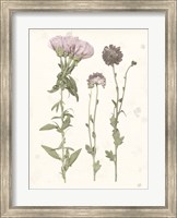 Pressed Blooms III Fine Art Print