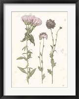 Pressed Blooms III Framed Print