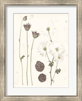 Pressed Blooms IV Fine Art Print