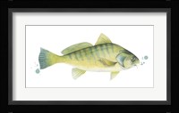 Chromatic Catch I Framed Print