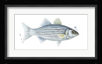 Chromatic Catch III Framed Print