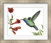 Hummingbird & Flower I Fine Art Print