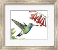 Hummingbird & Flower II Fine Art Print