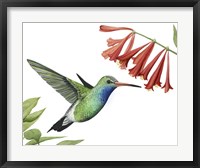 Hummingbird & Flower II Fine Art Print