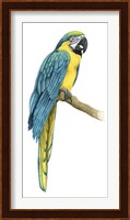 Teal Macaw I Fine Art Print