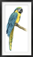 Teal Macaw I Framed Print