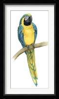 Teal Macaw II Framed Print